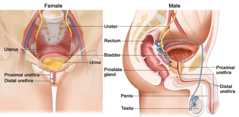Male and Female Bladder Ultrasounds image