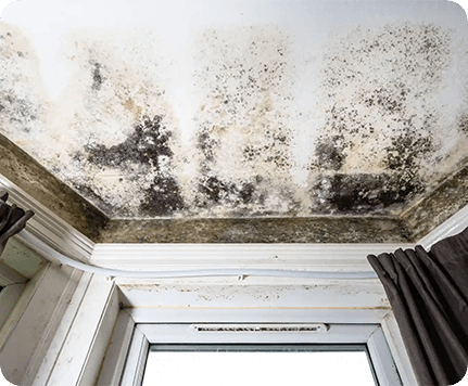 Mold and Dampness feature image